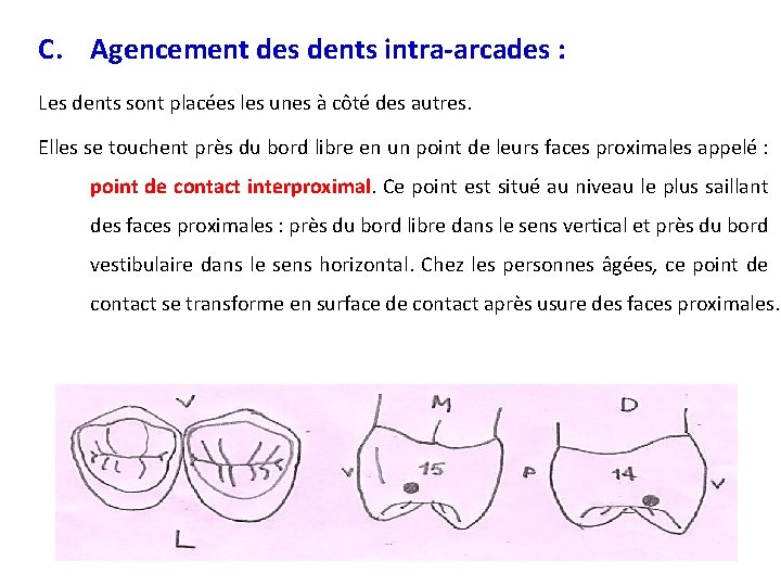 C. Agencement des dents intra-arcades : Les dents sont placées les unes à côté