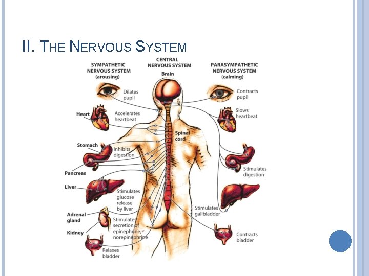 II. THE NERVOUS SYSTEM 