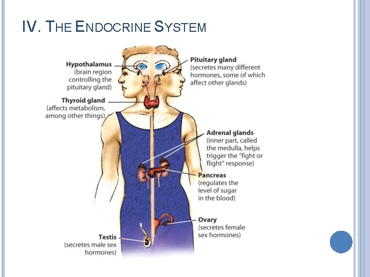 IV. THE ENDOCRINE SYSTEM 