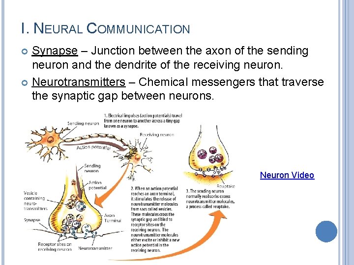 I. NEURAL COMMUNICATION Synapse – Junction between the axon of the sending neuron and
