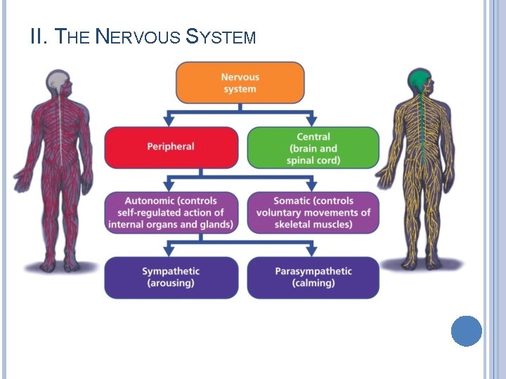 II. THE NERVOUS SYSTEM 