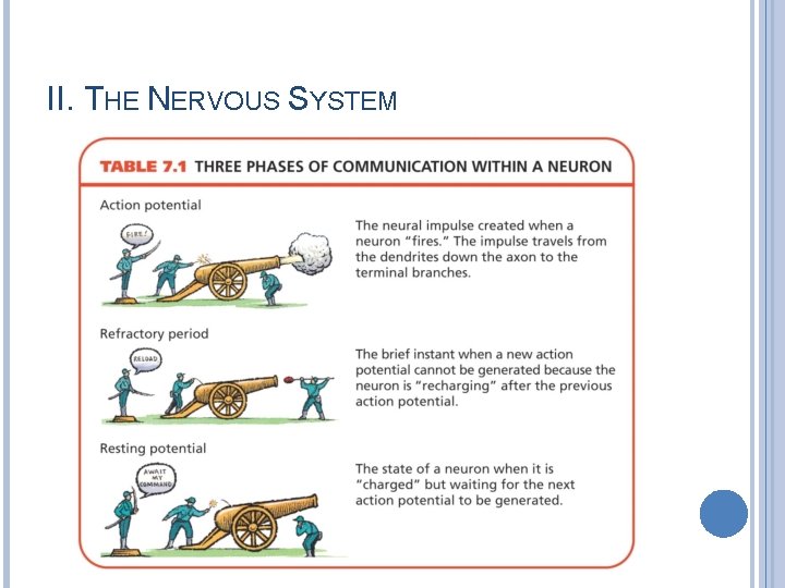 II. THE NERVOUS SYSTEM 
