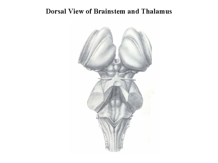 Dorsal View of Brainstem and Thalamus 