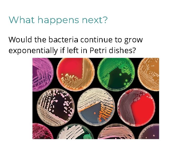 What happens next? Would the bacteria continue to grow exponentially if left in Petri