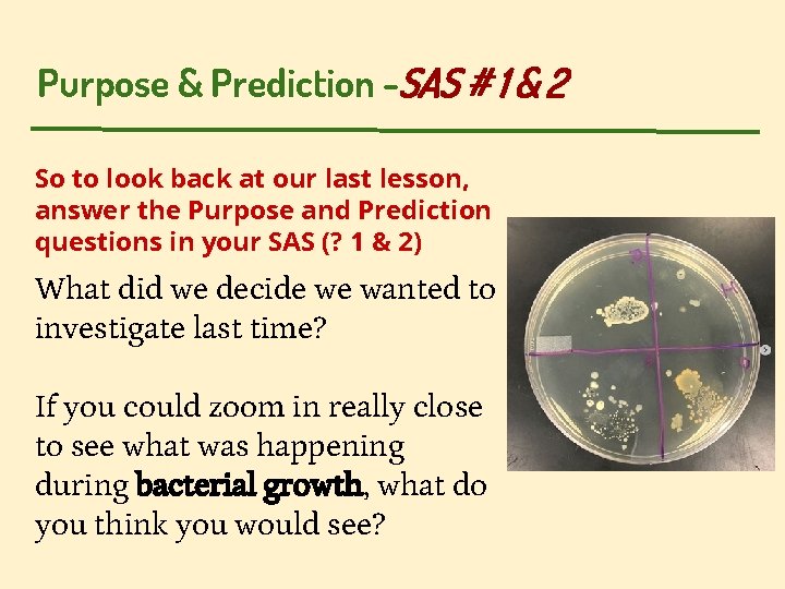 Purpose & Prediction -SAS # 1 & 2 So to look back at our