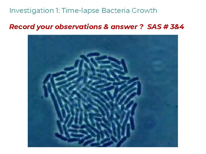 Investigation 1: Time-lapse Bacteria Growth Record your observations & answer ? SAS # 3&4