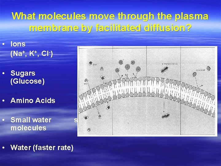 What molecules move through the plasma membrane by facilitated diffusion? • Ions (Na+, K+,