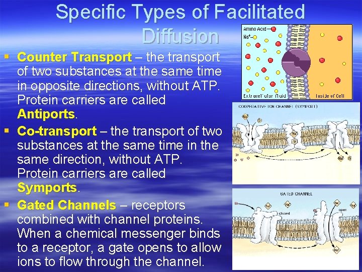 Specific Types of Facilitated Diffusion § Counter Transport – the transport of two substances