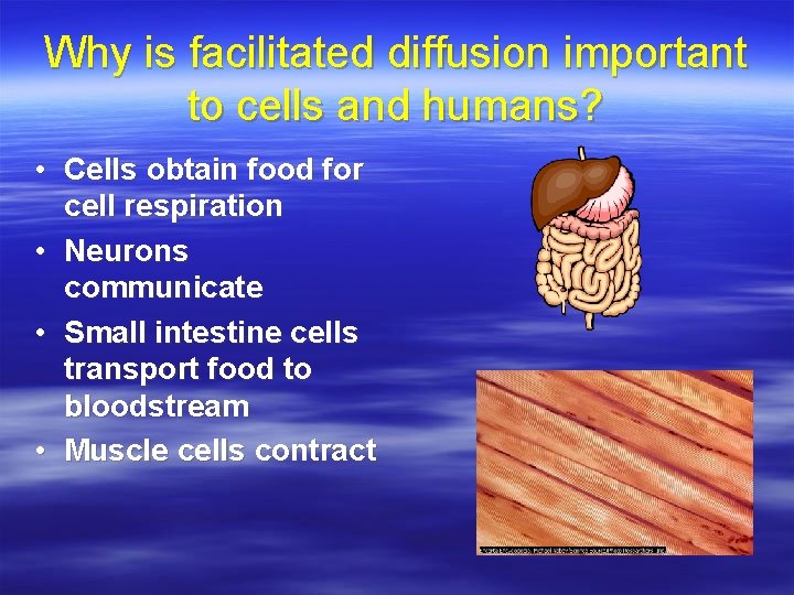 Why is facilitated diffusion important to cells and humans? • Cells obtain food for