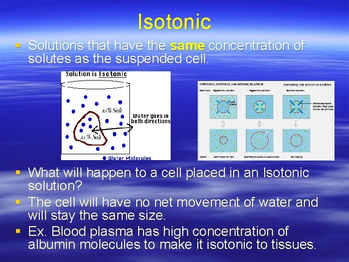 Isotonic § Solutions that have the same concentration of solutes as the suspended cell.