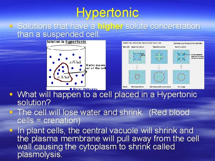 Hypertonic § Solutions that have a higher solute concentration than a suspended cell. §