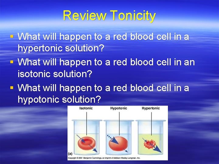 Review Tonicity § What will happen to a red blood cell in a hypertonic