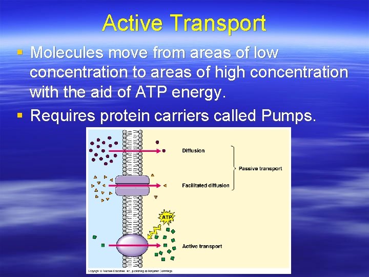 Active Transport § Molecules move from areas of low concentration to areas of high