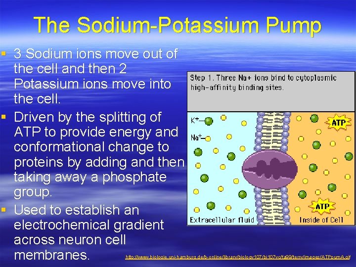 The Sodium-Potassium Pump § 3 Sodium ions move out of the cell and then