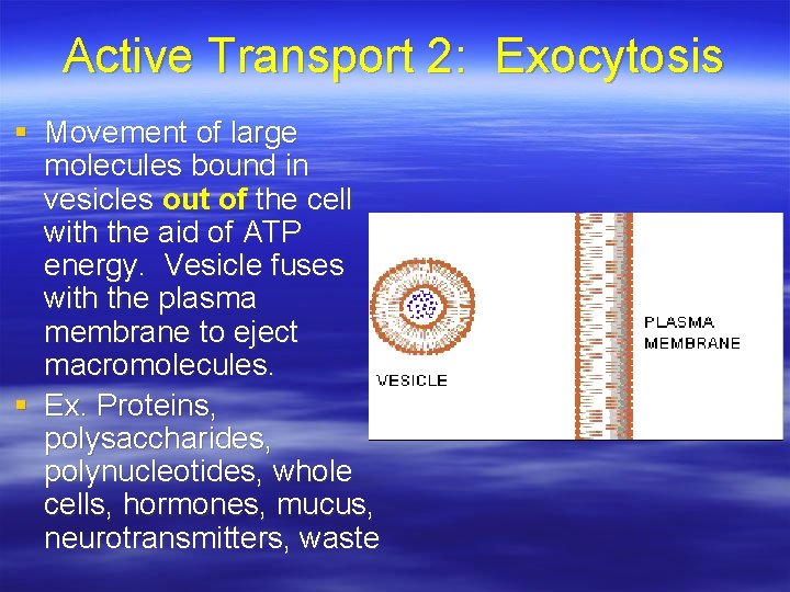 Active Transport 2: Exocytosis § Movement of large molecules bound in vesicles out of