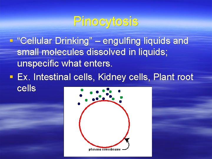 Pinocytosis § “Cellular Drinking” – engulfing liquids and small molecules dissolved in liquids; unspecific