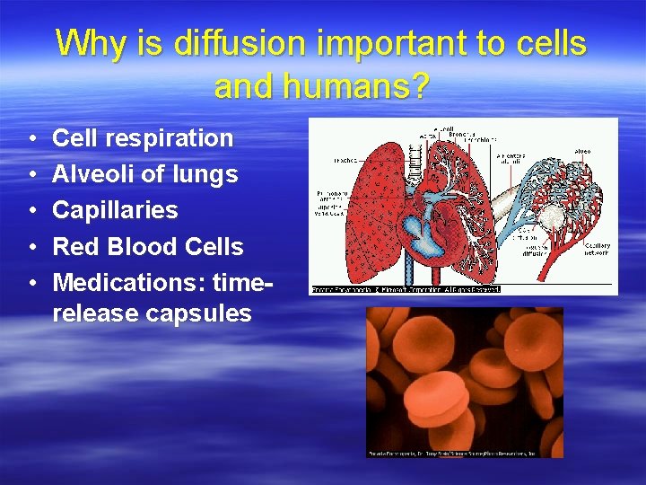 Why is diffusion important to cells and humans? • • • Cell respiration Alveoli