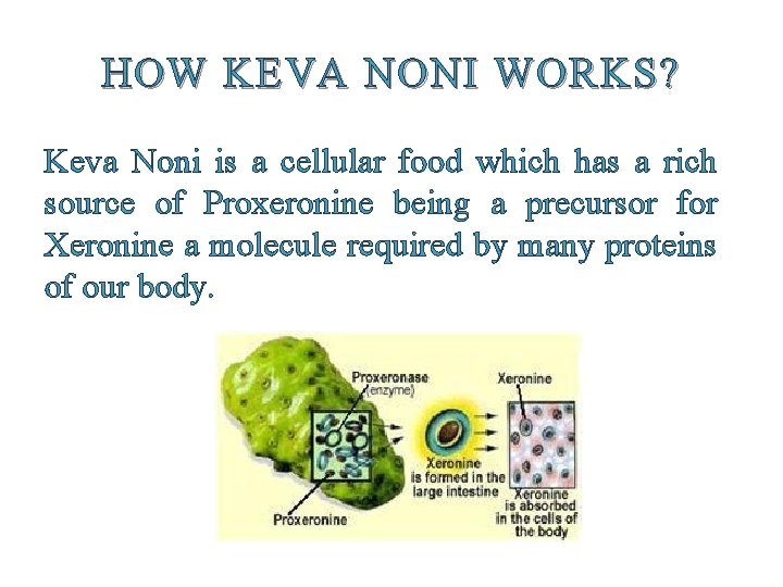 HOW KEVA NONI WORKS? Keva Noni is a cellular food which has a rich