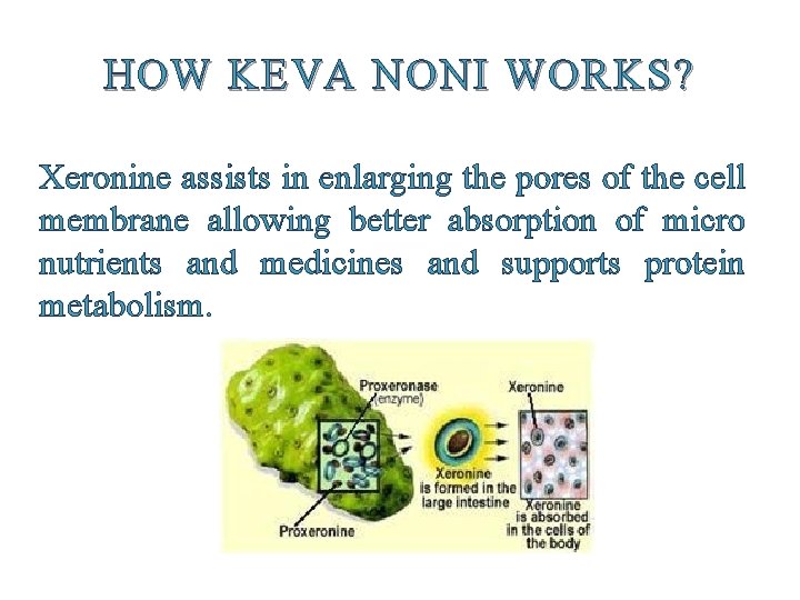 HOW KEVA NONI WORKS? Xeronine assists in enlarging the pores of the cell membrane