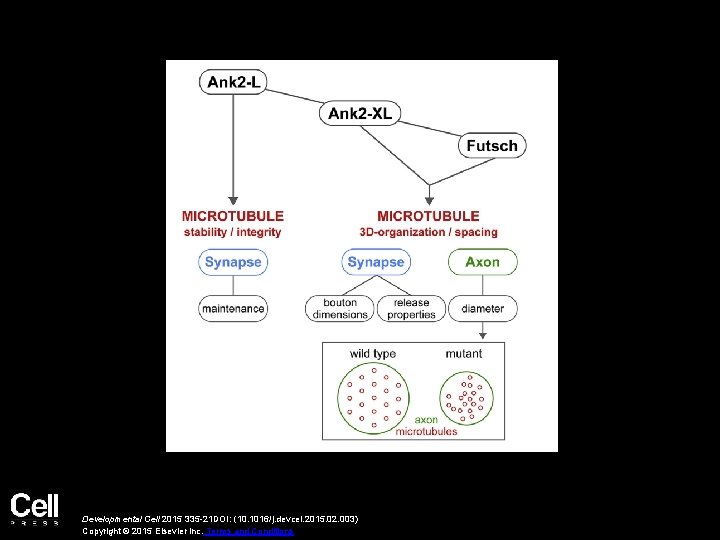 Developmental Cell 2015 335 -21 DOI: (10. 1016/j. devcel. 2015. 02. 003) Copyright ©