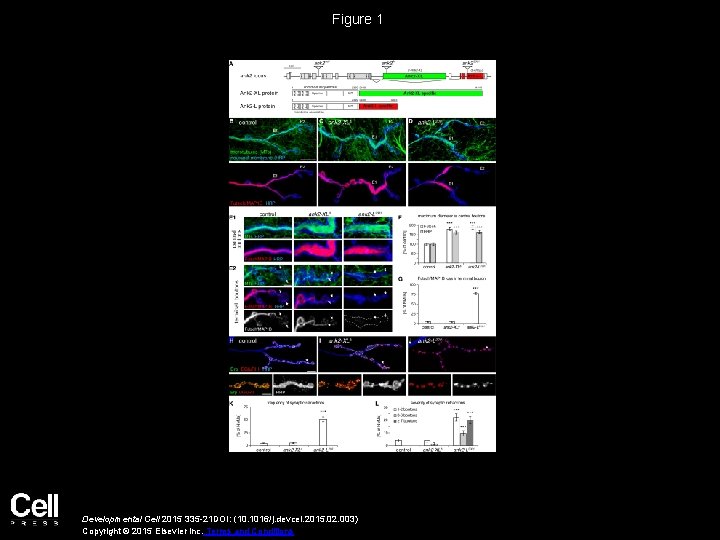 Figure 1 Developmental Cell 2015 335 -21 DOI: (10. 1016/j. devcel. 2015. 02. 003)