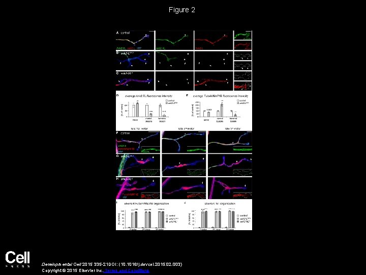 Figure 2 Developmental Cell 2015 335 -21 DOI: (10. 1016/j. devcel. 2015. 02. 003)