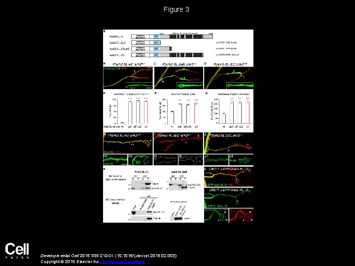 Figure 3 Developmental Cell 2015 335 -21 DOI: (10. 1016/j. devcel. 2015. 02. 003)