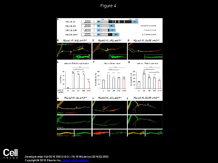 Figure 4 Developmental Cell 2015 335 -21 DOI: (10. 1016/j. devcel. 2015. 02. 003)