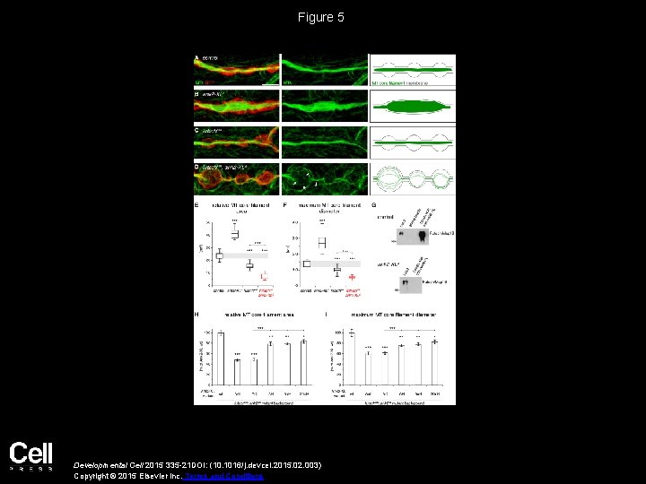 Figure 5 Developmental Cell 2015 335 -21 DOI: (10. 1016/j. devcel. 2015. 02. 003)