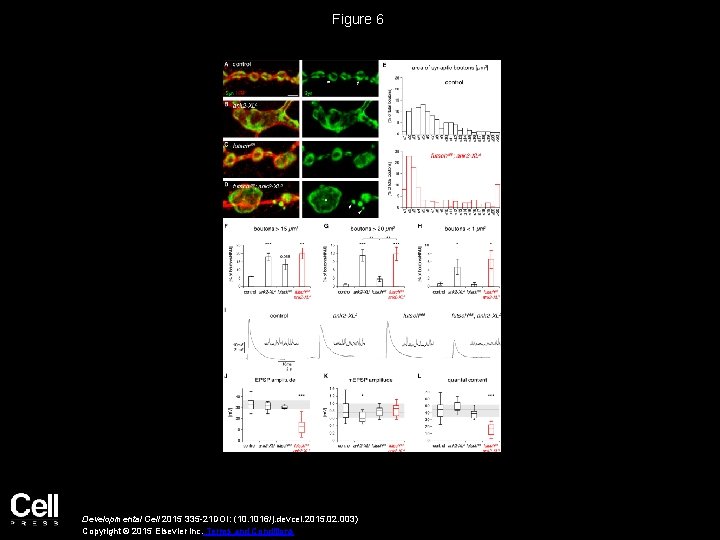 Figure 6 Developmental Cell 2015 335 -21 DOI: (10. 1016/j. devcel. 2015. 02. 003)