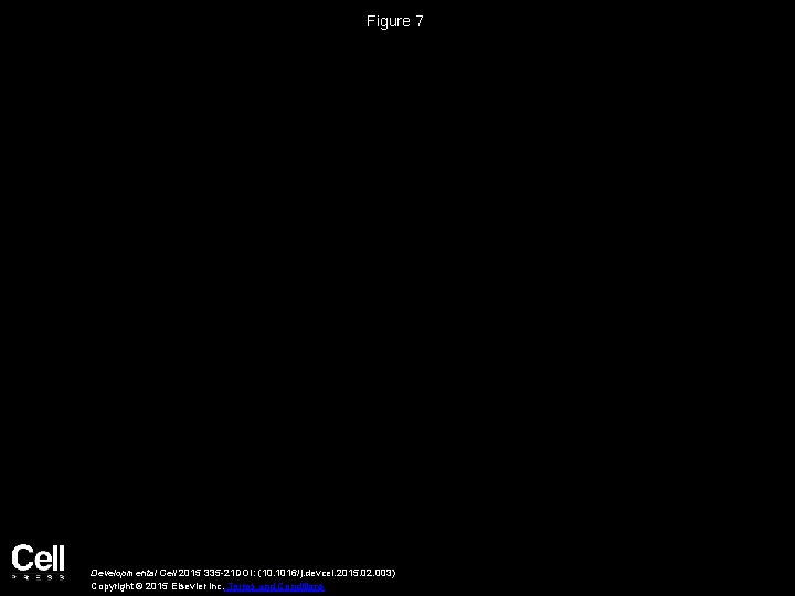 Figure 7 Developmental Cell 2015 335 -21 DOI: (10. 1016/j. devcel. 2015. 02. 003)