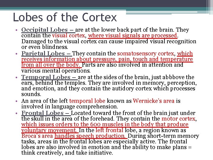 Lobes of the Cortex • Occipital Lobes – are at the lower back part