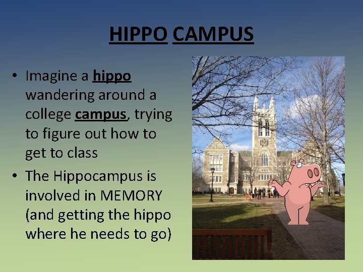 HIPPO CAMPUS • Imagine a hippo wandering around a college campus, trying to figure