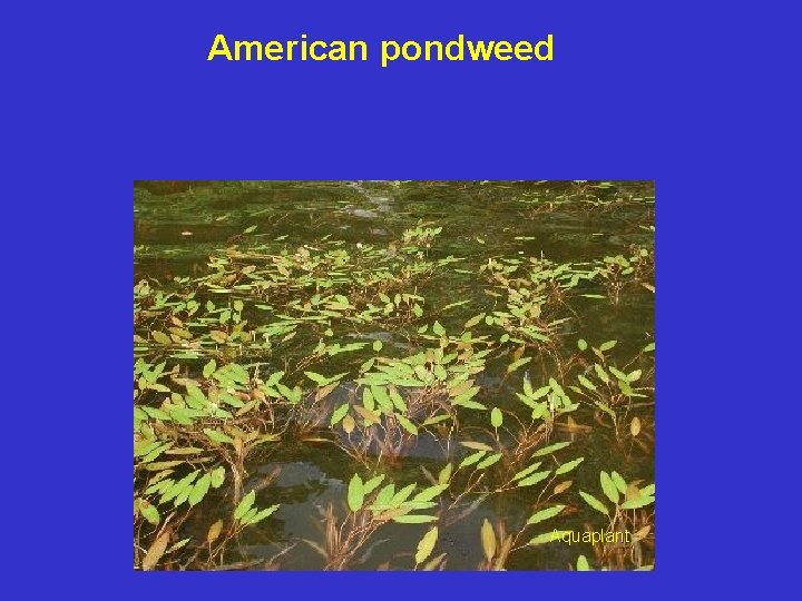 American pondweed Aquaplant 