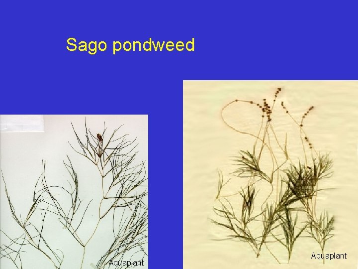Sago pondweed Aquaplant 