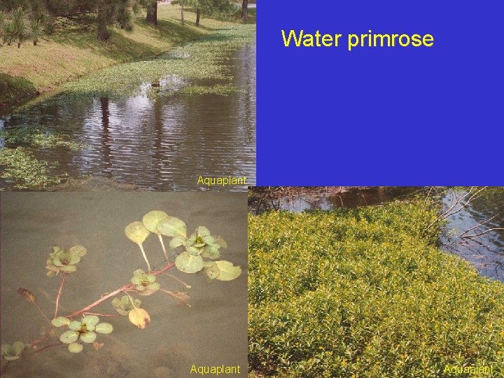 Water primrose Aquaplant 