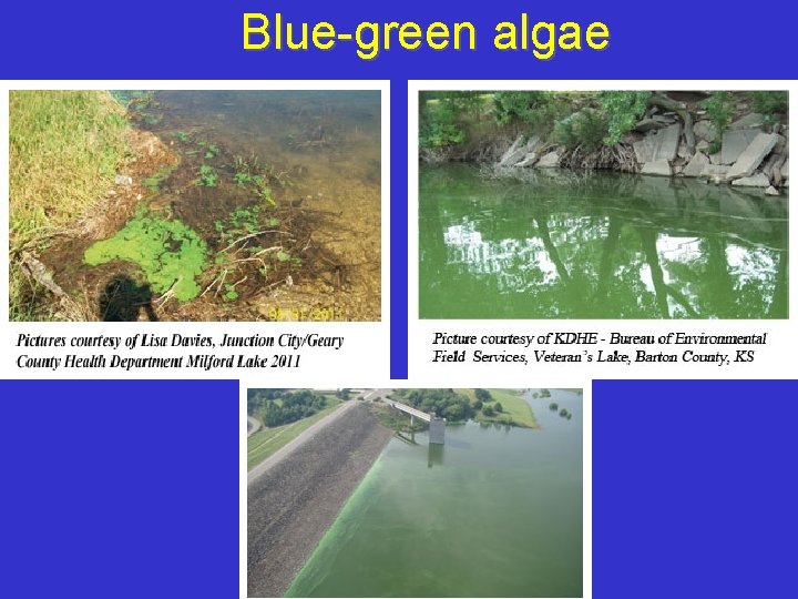 Blue-green algae 