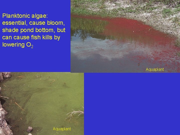 Planktonic algae: essential, cause bloom, shade pond bottom, but can cause fish kills by