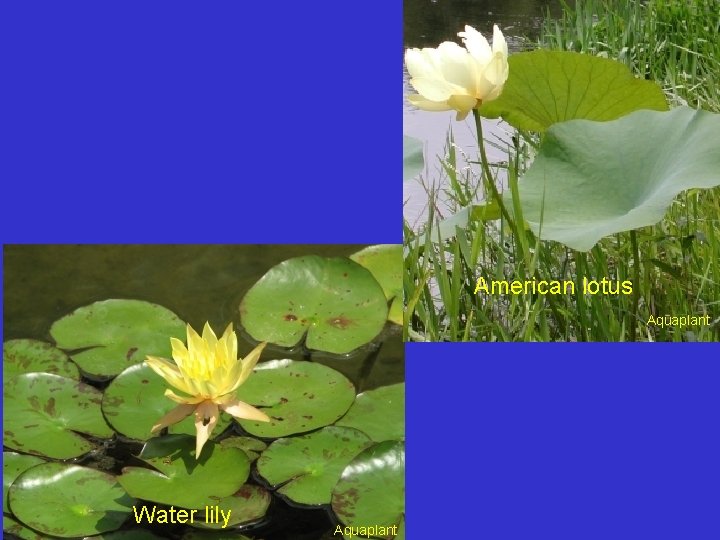 American lotus Aquaplant Water lily Aquaplant 