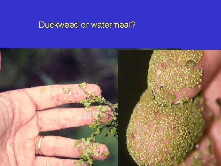 Duckweed or watermeal? 