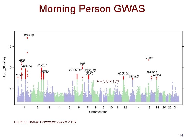 Morning Person GWAS P = 5. 0 × 10− 8 Hu et al. Nature