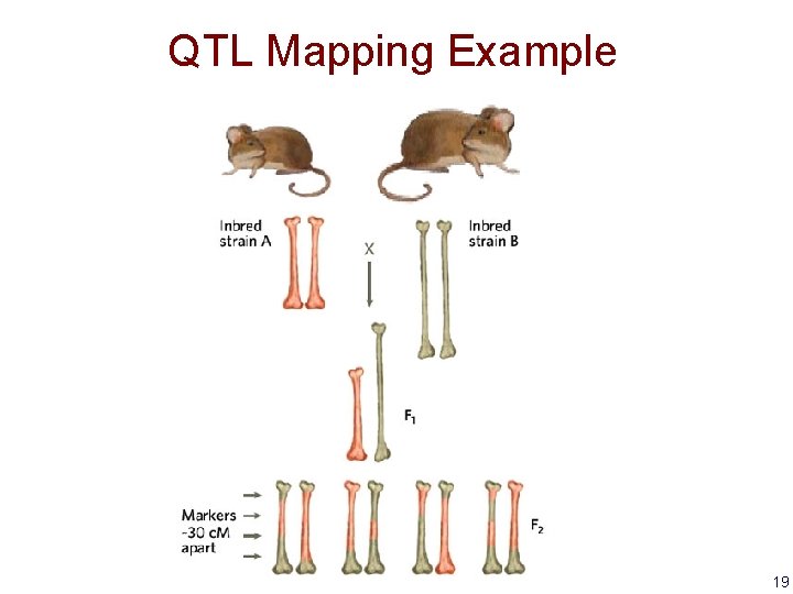 QTL Mapping Example 19 
