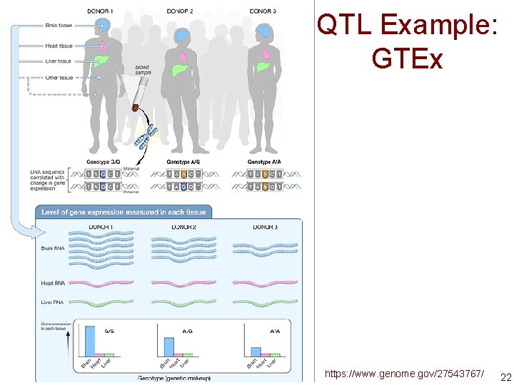 QTL Example: GTEx https: //www. genome. gov/27543767/ 22 