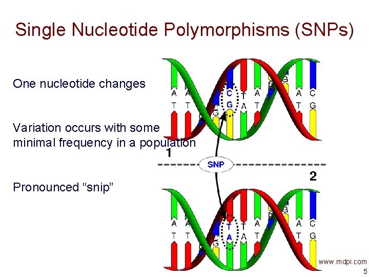 Single Nucleotide Polymorphisms (SNPs) One nucleotide changes Variation occurs with some minimal frequency in