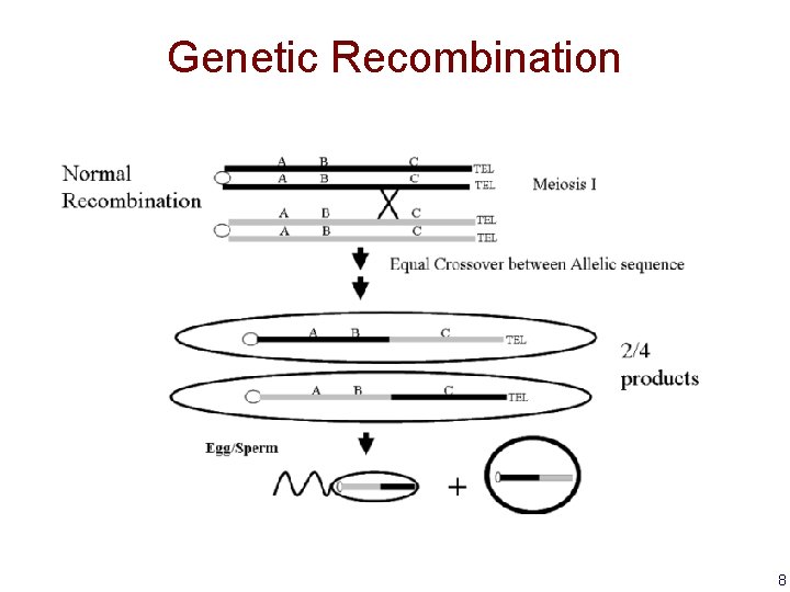 Genetic Recombination 8 