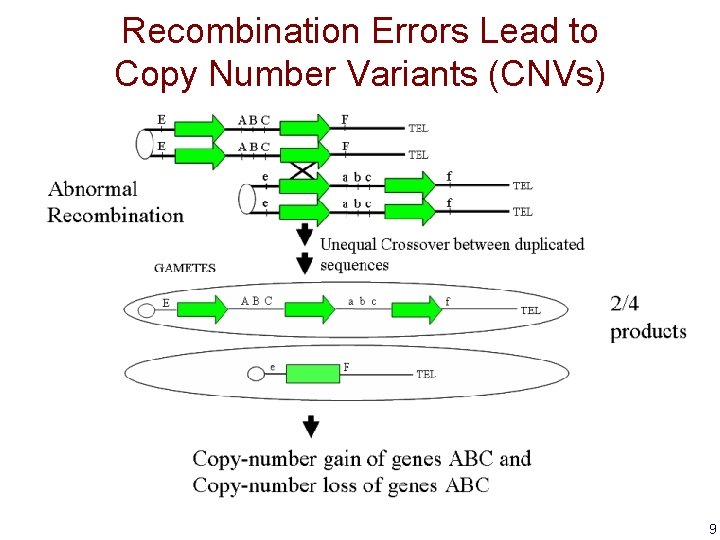 Recombination Errors Lead to Copy Number Variants (CNVs) 9 