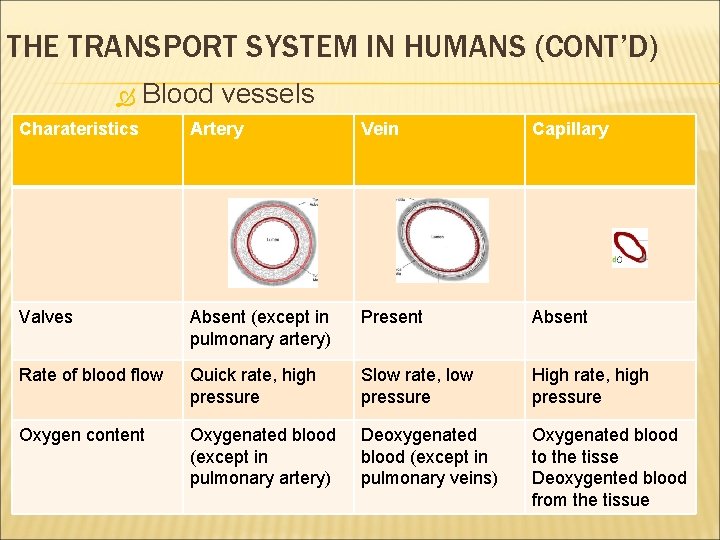 THE TRANSPORT SYSTEM IN HUMANS (CONT’D) Blood vessels Charateristics Artery Vein Capillary Valves Absent THE TRANSPORT SYSTEM IN HUMANS (CONT’D) Blood vessels Charateristics Artery Vein Capillary Valves Absent