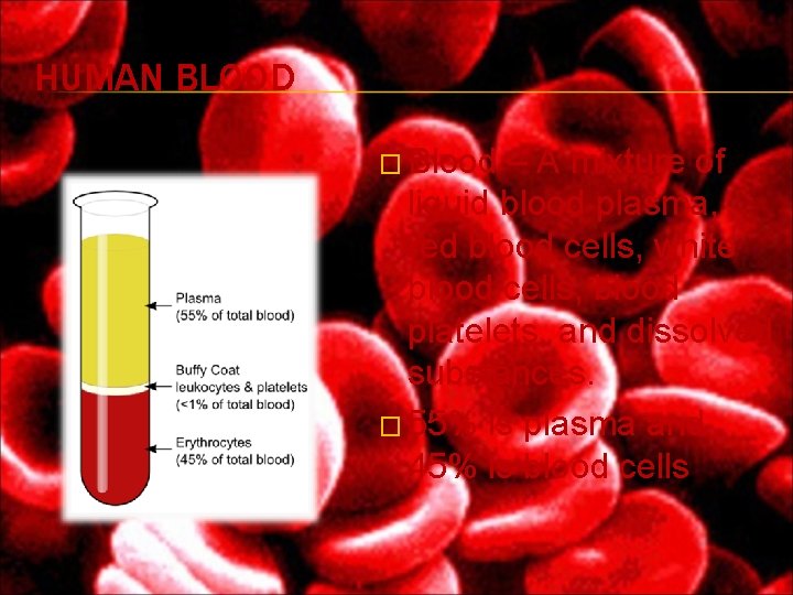HUMAN BLOOD � Blood – A mixture of liquid blood plasma, red blood cells, HUMAN BLOOD � Blood – A mixture of liquid blood plasma, red blood cells,