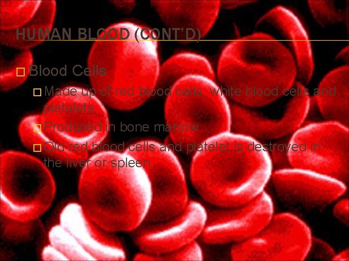 HUMAN BLOOD (CONT’D) � Blood Cells � Made up of red blood cells, white HUMAN BLOOD (CONT’D) � Blood Cells � Made up of red blood cells, white