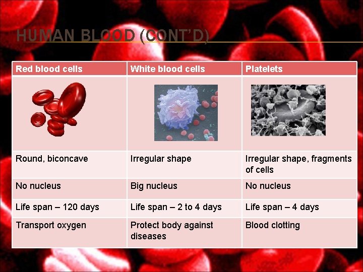 HUMAN BLOOD (CONT’D) Red blood cells White blood cells Platelets Round, biconcave Irregular shape, HUMAN BLOOD (CONT’D) Red blood cells White blood cells Platelets Round, biconcave Irregular shape,